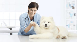 Dog With Vet