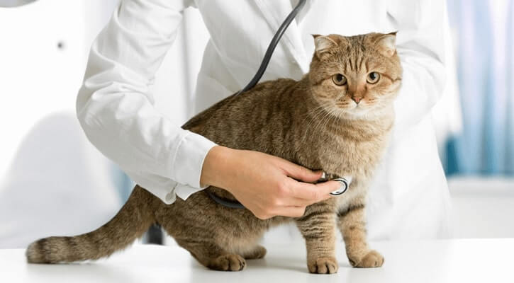 Downtown Veterinary Clinic | Pet Care In Milwaukee