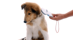 Puppy Being Microchipped