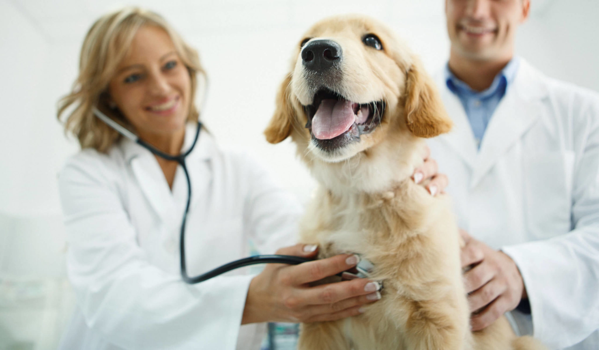 Milwaukee Animal Hospital - Downtown Veterinary Clinic