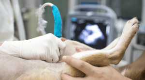 Pet Getting an ultrasound