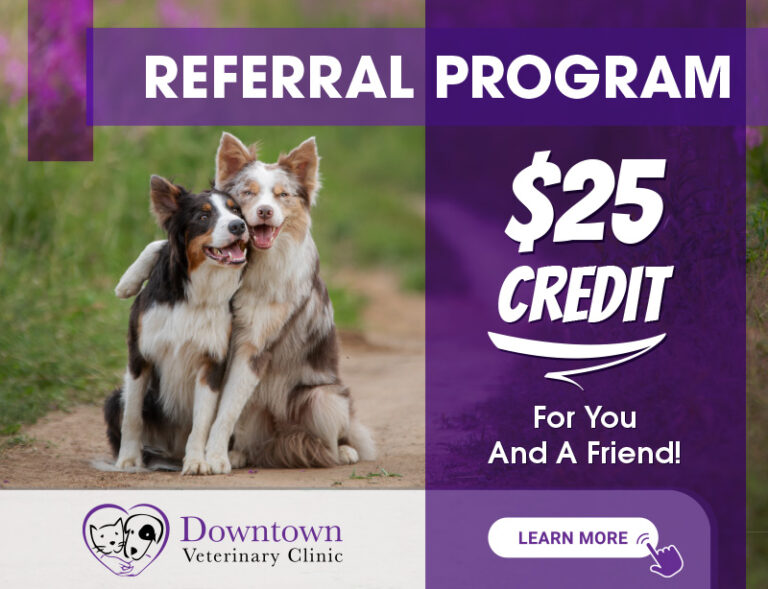 Downtown Veterinary Clinic Pet Care In Milwaukee